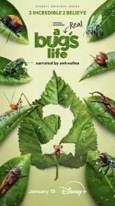 虫虫历险记第二季