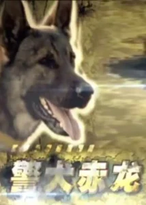 警犬赤龙2012