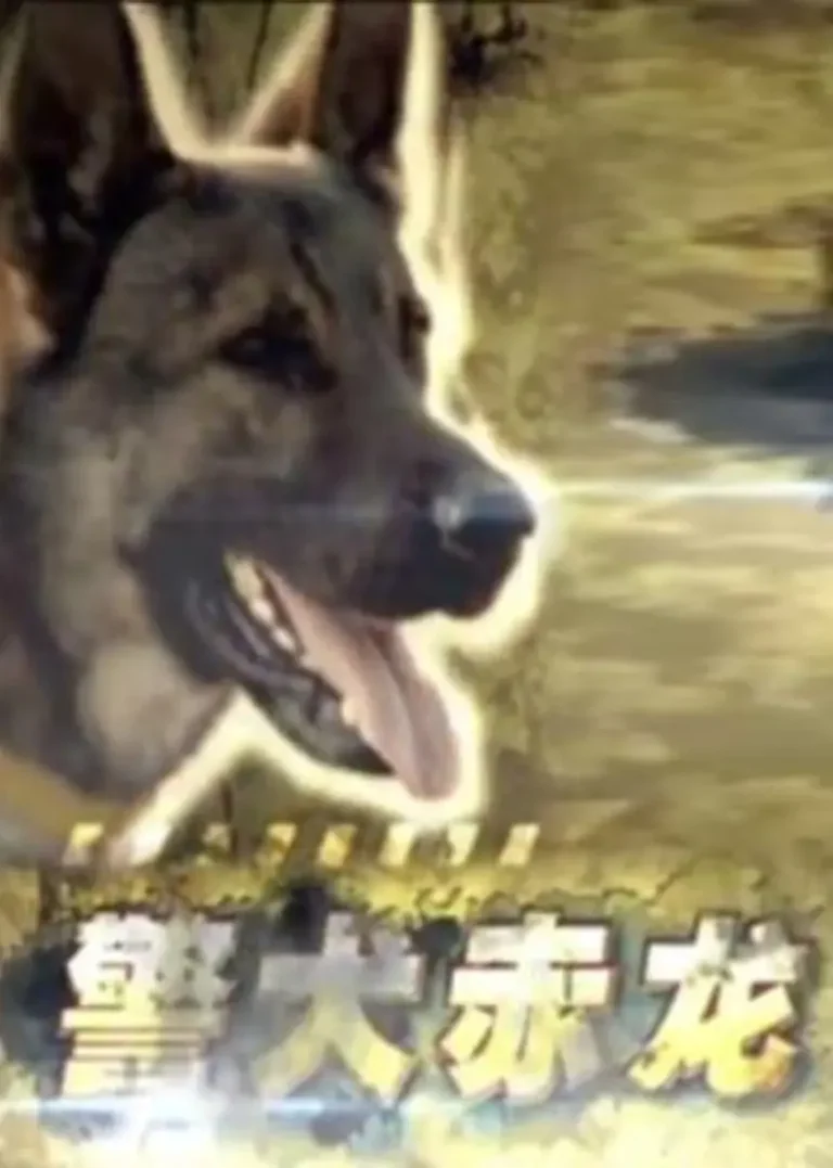 警犬赤龙2012
