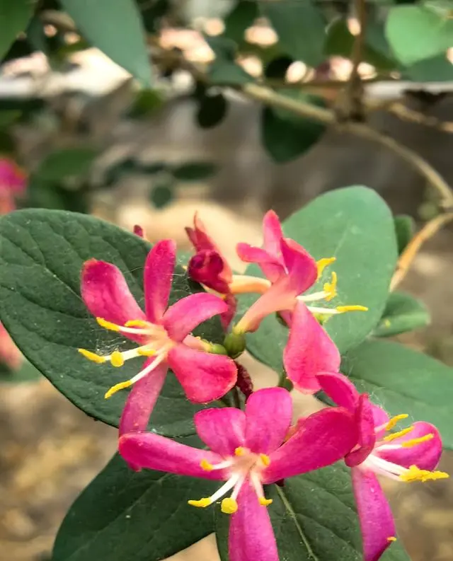 《里斯本丸沉没》纪录片全国多地包场放映，张掖影迷自发组织观影 相关图片